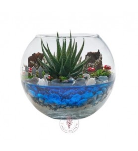 Cam Fanusta Haworthia Teraryumu